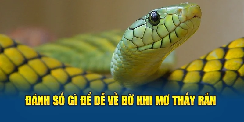 Mơ Thấy Rắn – Ý Nghĩa Tâm Linh Và Con Số Trúng Lớn 3 Đánh số gì để dễ về bờ khi mơ thấy rắn